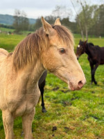 Vente de cheval : Payette de la Pierre
